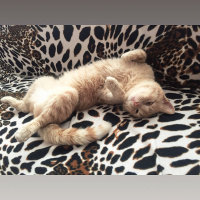 Scottish Fold, Kedi  Tarçın fotoğrafı