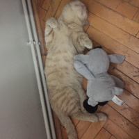 Scottish Fold, Kedi  Tarçın fotoğrafı