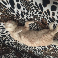 Scottish Fold, Kedi  Tarçın fotoğrafı