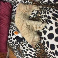 Scottish Fold, Kedi  Tarçın fotoğrafı