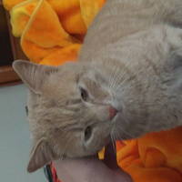 Scottish Fold, Kedi  Tarçın fotoğrafı