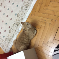 Scottish Fold, Kedi  Tarçın fotoğrafı