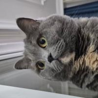 British Shorthair, Kedi  Luna Miço fotoğrafı