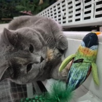 British Shorthair, Kedi  Luna Miço fotoğrafı