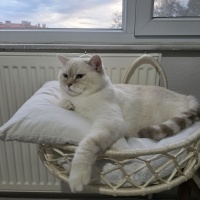 British Shorthair, Kedi  Luna Miço fotoğrafı
