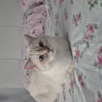 British Shorthair, Kedi  Luna Miço fotoğrafı