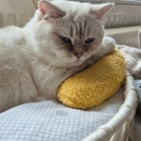 British Shorthair, Kedi  Luna Miço fotoğrafı