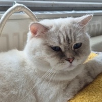 British Shorthair, Kedi  Luna Miço fotoğrafı