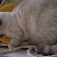 British Shorthair, Kedi  Luna Miço fotoğrafı