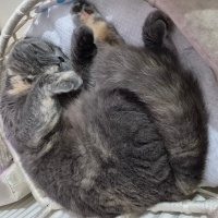 British Shorthair, Kedi  Luna Miço fotoğrafı