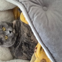 British Shorthair, Kedi  Luna Miço fotoğrafı