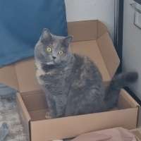 British Shorthair, Kedi  Luna Miço fotoğrafı