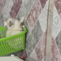 British Shorthair, Kedi  Luna Miço fotoğrafı