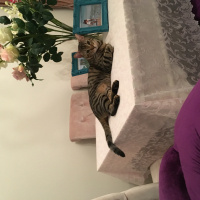 Tekir Kedi, Kedi  Atom fotoğrafı