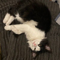 Tuxedo (Smokin) Kedi, Kedi  maki fotoğrafı