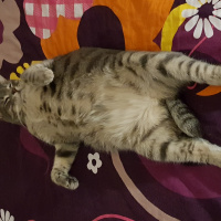 Tekir Kedi, Kedi  Şansa  fotoğrafı