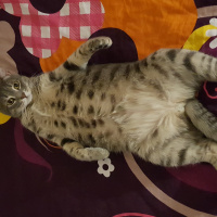 Tekir Kedi, Kedi  Şansa  fotoğrafı