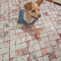 Minyatür Pinscher, Köpek  Yumak fotoğrafı