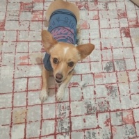 Minyatür Pinscher, Köpek  Yumak fotoğrafı
