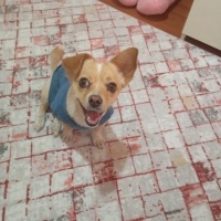 Minyatür Pinscher, Köpek  Yumak fotoğrafı