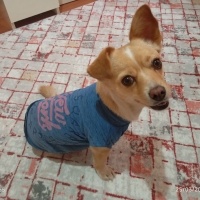 Minyatür Pinscher, Köpek  Yumak fotoğrafı