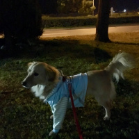 Golden Retriever, Köpek  PAMUK fotoğrafı
