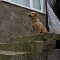 Golden Retriever, Köpek  PAMUK fotoğrafı