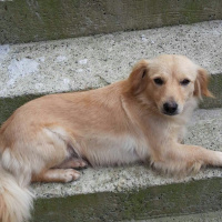 Golden Retriever, Köpek  PAMUK fotoğrafı