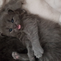Nebelung, Kedi  Mia fotoğrafı
