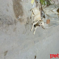 Golden Retriever, Köpek  Bera fotoğrafı