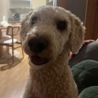 Poodle(Standart Kaniş), Köpek  HALLEY fotoğrafı