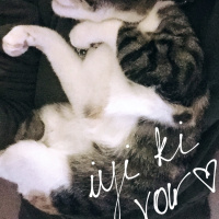 Tekir Kedi, Kedi  Kırçıl fotoğrafı