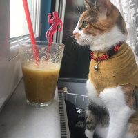 Tekir Kedi, Kedi  Kırçıl fotoğrafı