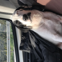 Dogo Arjantin, Köpek  Panda fotoğrafı