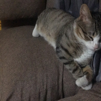 Tekir Kedi, Kedi  Mars fotoğrafı