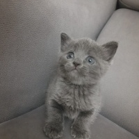 Mavi Rus, Kedi  Masha fotoğrafı