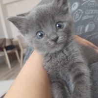 Mavi Rus, Kedi  Masha fotoğrafı