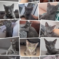 Mavi Rus, Kedi  Masha fotoğrafı