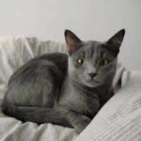 Mavi Rus, Kedi  Masha fotoğrafı