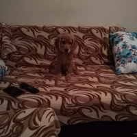 İngiliz Cocker Spaniel, Köpek  Miya fotoğrafı