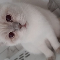 Scottish Fold, Kedi  Alex fotoğrafı