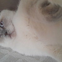 Scottish Fold, Kedi  Alex fotoğrafı