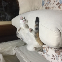 Tekir Kedi, Kedi  Madam fotoğrafı