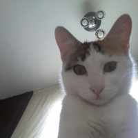 Tekir Kedi, Kedi  Madam fotoğrafı