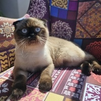 Siyam Kedisi, Kedi  Luna fotoğrafı