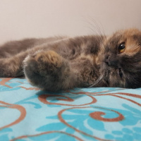 British Shorthair, Kedi  paris fotoğrafı