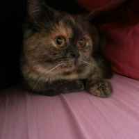 British Shorthair, Kedi  paris fotoğrafı