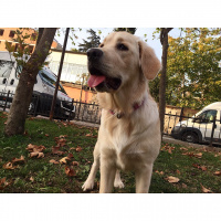 Golden Retriever, Köpek  Sütlaç fotoğrafı