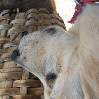 Golden Retriever, Köpek  Sütlaç fotoğrafı