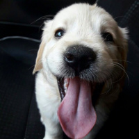 Golden Retriever, Köpek  Sütlaç fotoğrafı
